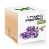 Lavanda