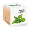 Menta