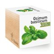 Basilico