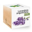 Lavanda