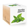 Menta