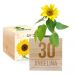 Ecocube compleanno girasole