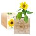 Ecocube nome inciso girasole