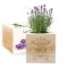 Ecocube nome inciso lavanda