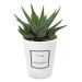pianta grassa con vaso personalizzato elegante