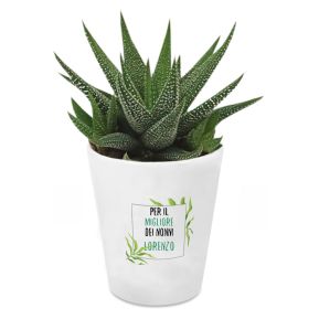 Pianta grassa con vaso personalizzato Fiori