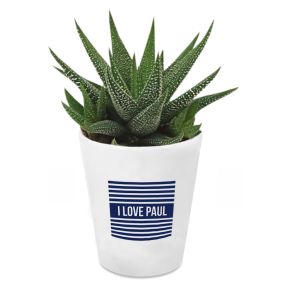 Pianta grassa con vaso personalizzato Navy style