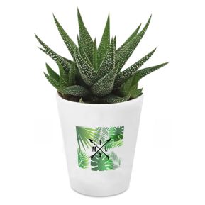 Pianta grassa con vaso personalizzato Palme