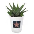 Pianta grassa con vaso personalizzato Walk of Fame