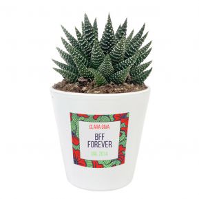 Pianta grassa con vaso personalizzato Ghana Pianta grassa con vaso personalizzato Ghana