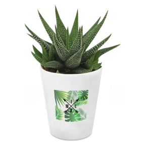Pianta grassa con vaso personalizzato Palme