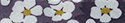 bianco e viola