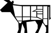 Bovino