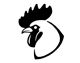 Testa gallo