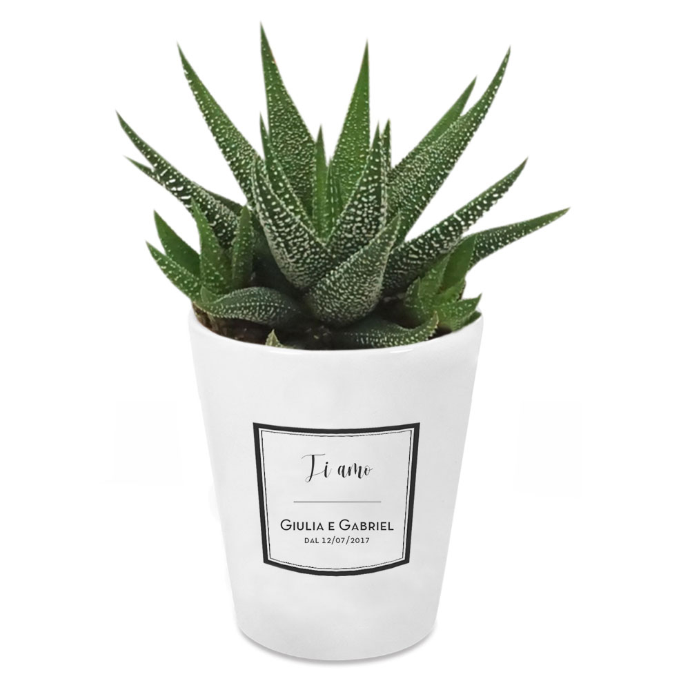 Vaso personalizzato design con pianta grassa inclusa