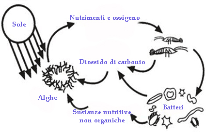 processusita